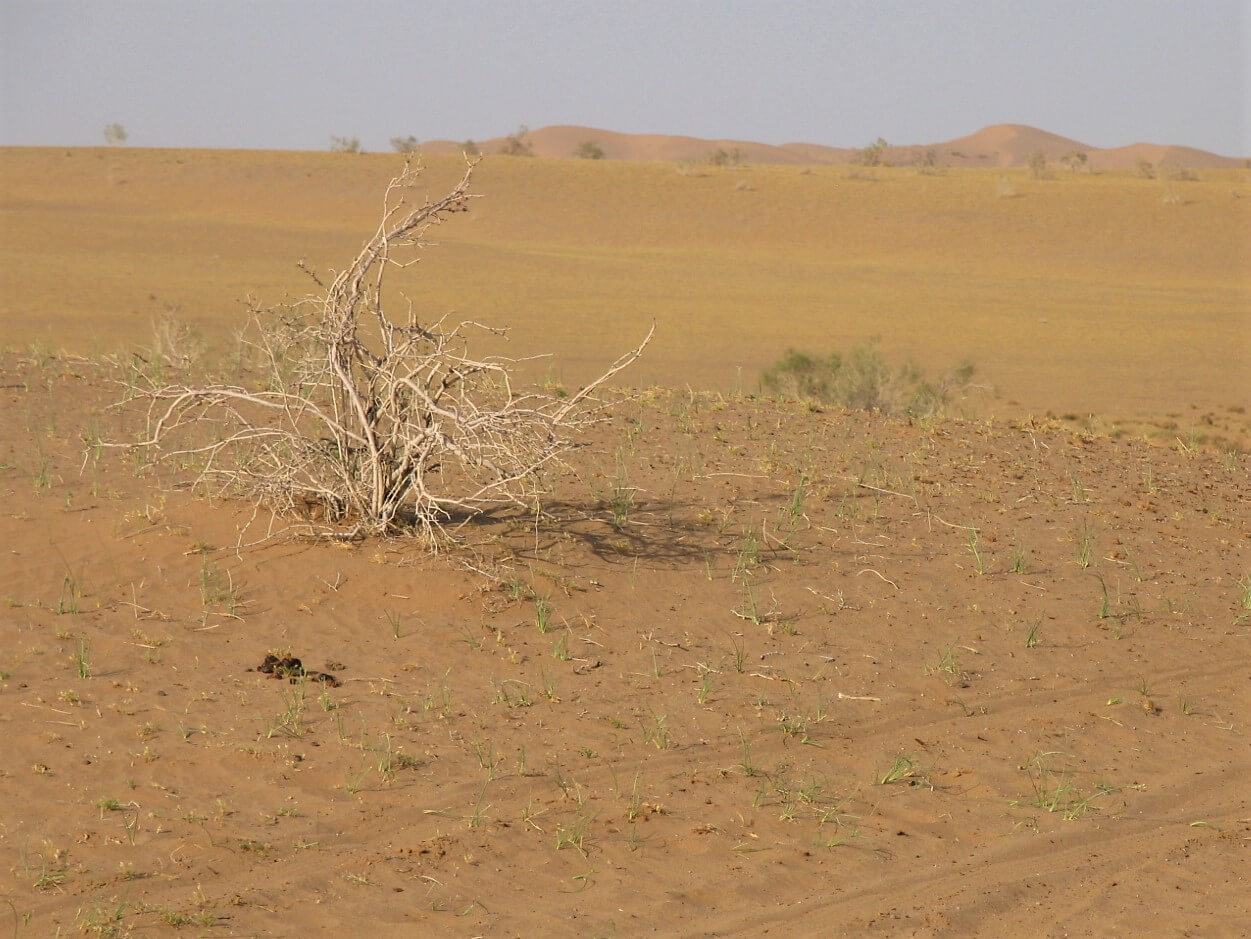 Maranjab Desert, Iran