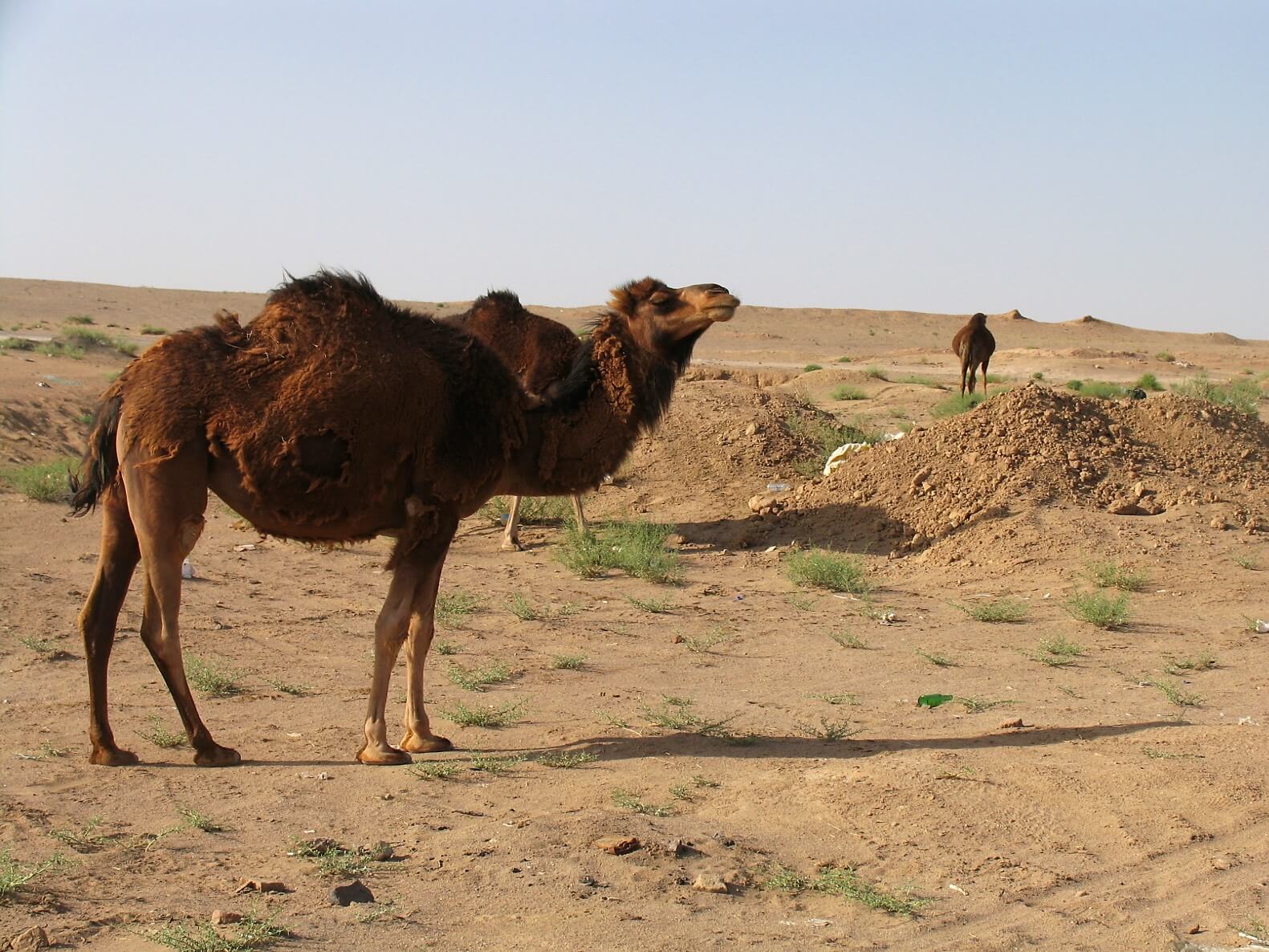 Maranjab Desert, Iran