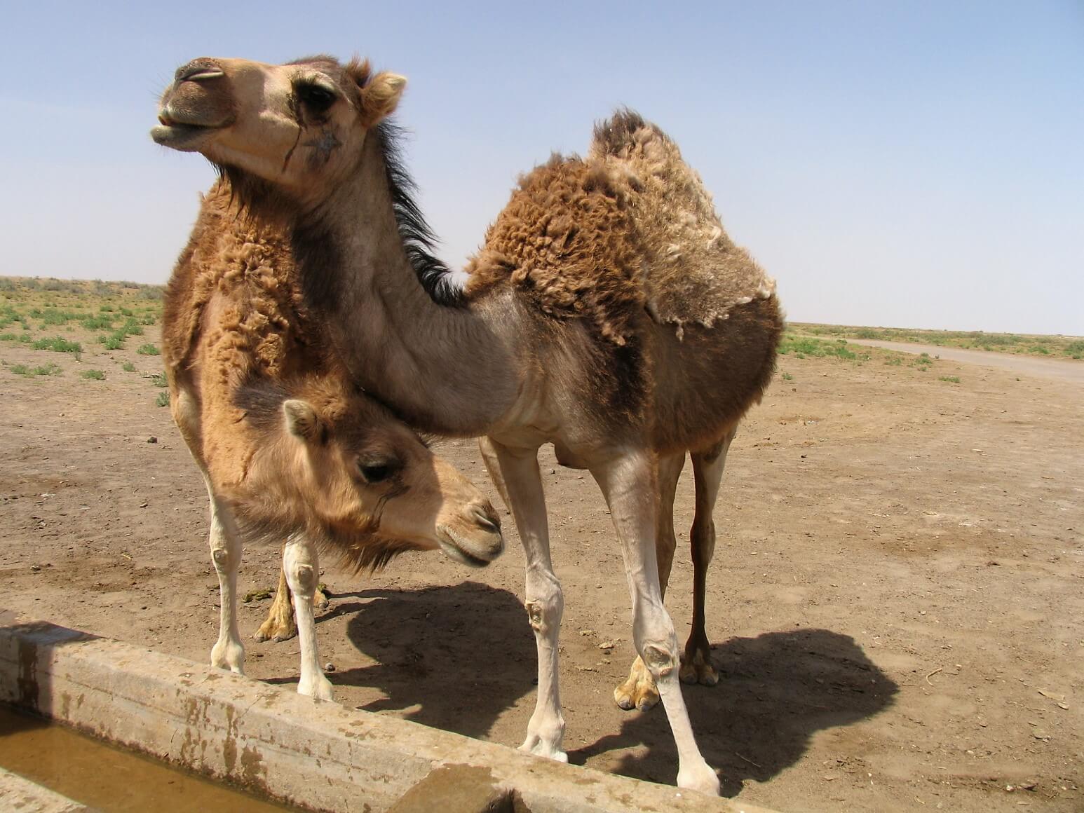 Maranjab Desert, Iran
