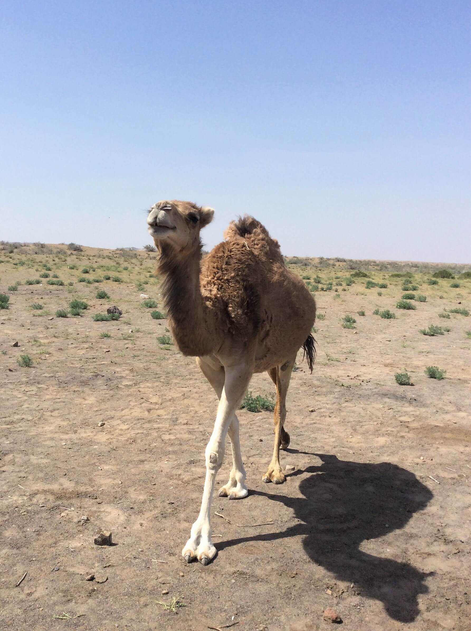 Maranjab Desert, Iran
