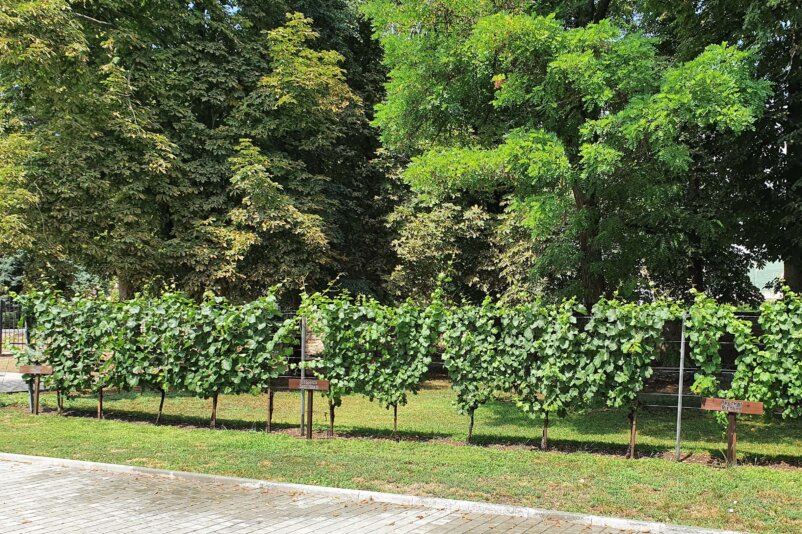 Winery of Prince Trubetskoy