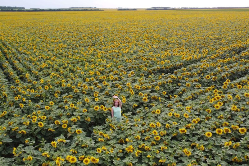Sunflowers, Ukraine