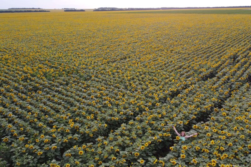 Sunflowers, Ukraine