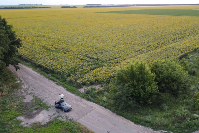 Sunflowers, Ukraine