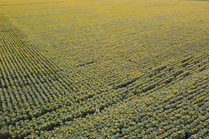 Sunflowers, Ukraine