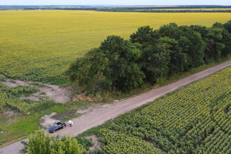 Sunflowers, Ukraine