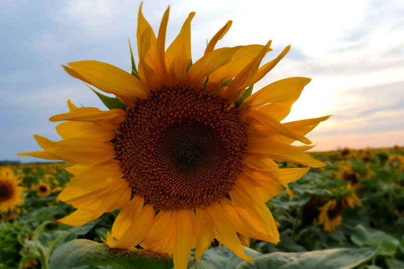 Sunflowers, Ukraine