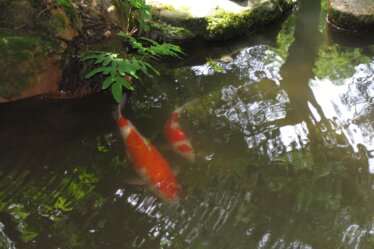 Nomura Samurai House & Garden, Kanazawa, Japan