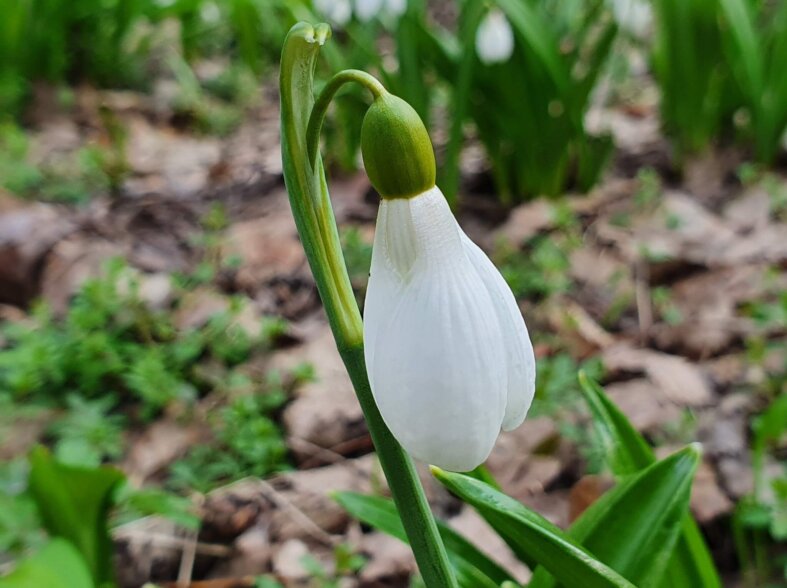 Spring in Kholodny Yar
