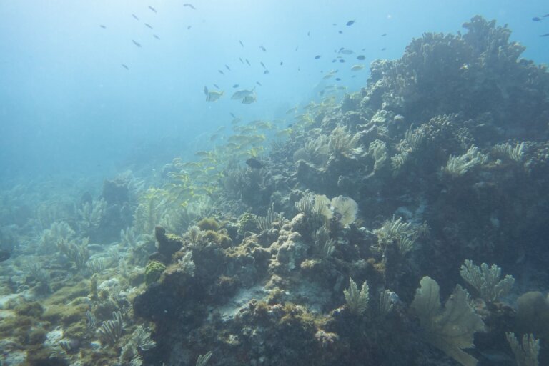 Manchones Reef, by stnz.fi