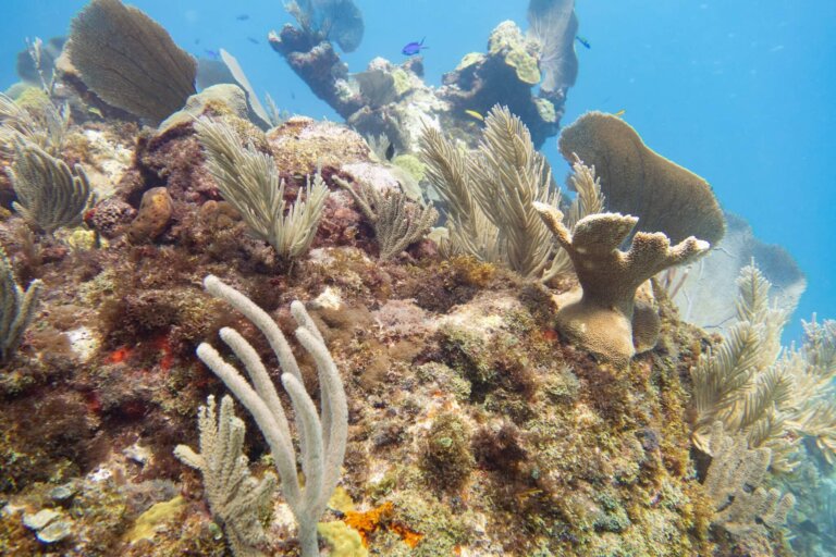 Manchones Reef, by stnz.fi