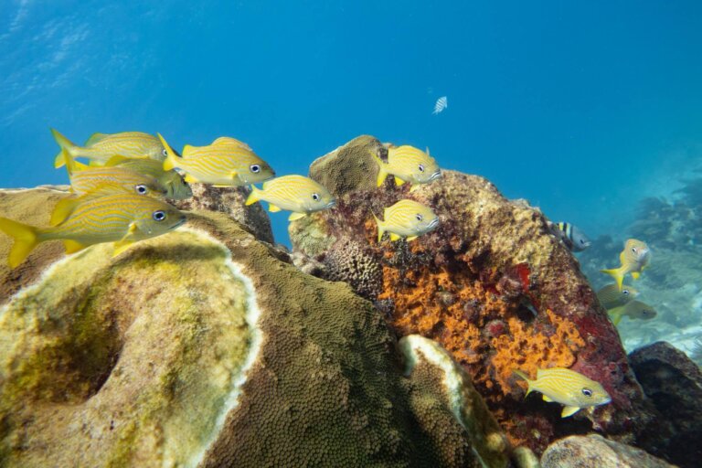 Manchones Reef, by stnz.fi