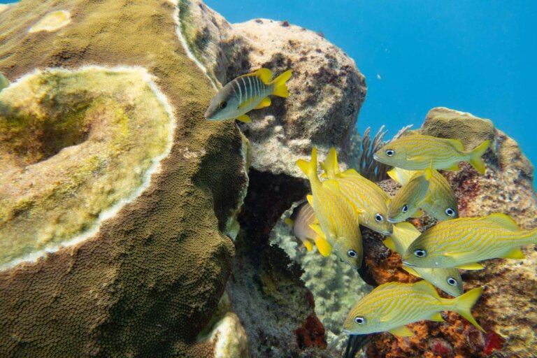 Manchones Reef, by stnz.fi