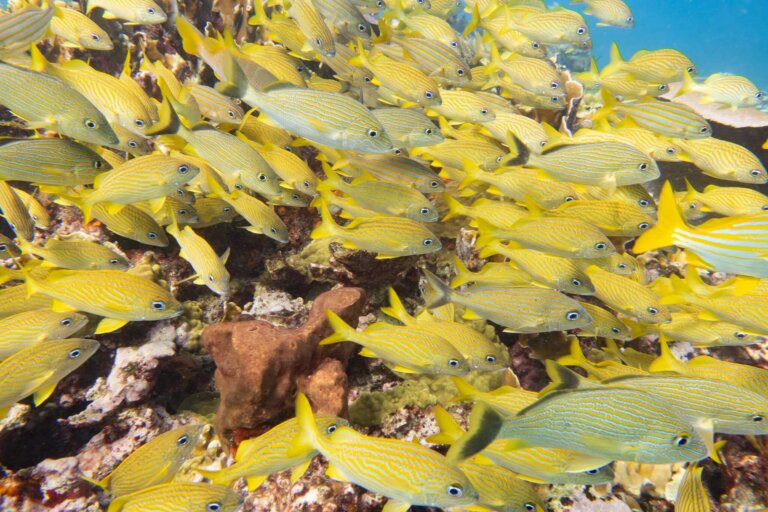 Manchones Reef, by stnz.fi