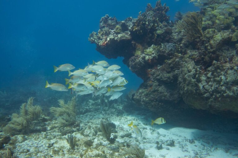 Manchones Reef, by stnz.fi