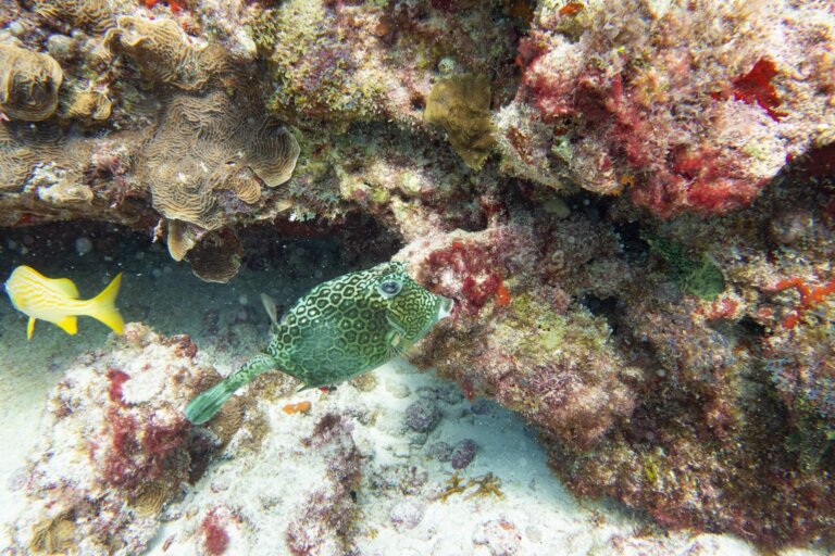 Manchones Reef, by stnz.fi