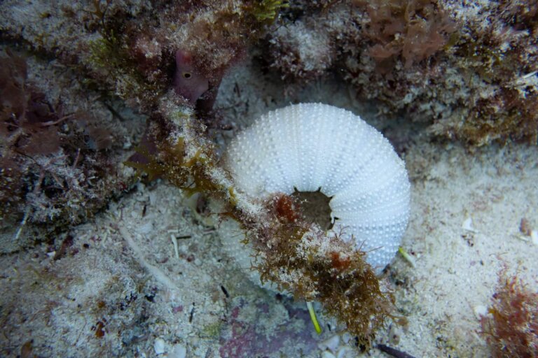 Manchones Reef, by stnz.fi