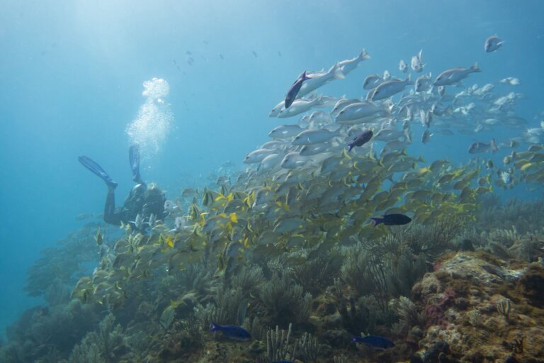 Manchones Reef, by stnz.fi