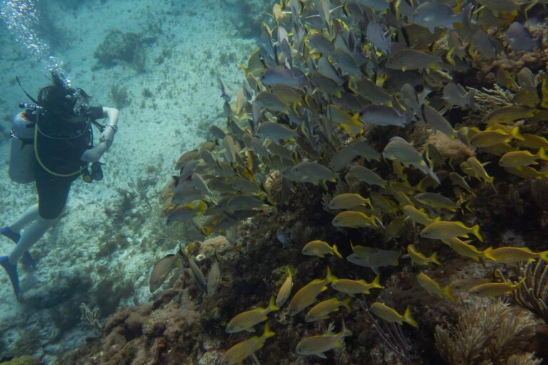 Manchones Reef, by stnz.fi