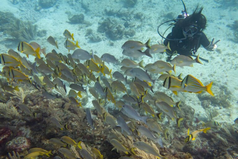 Manchones Reef, by stnz.fi