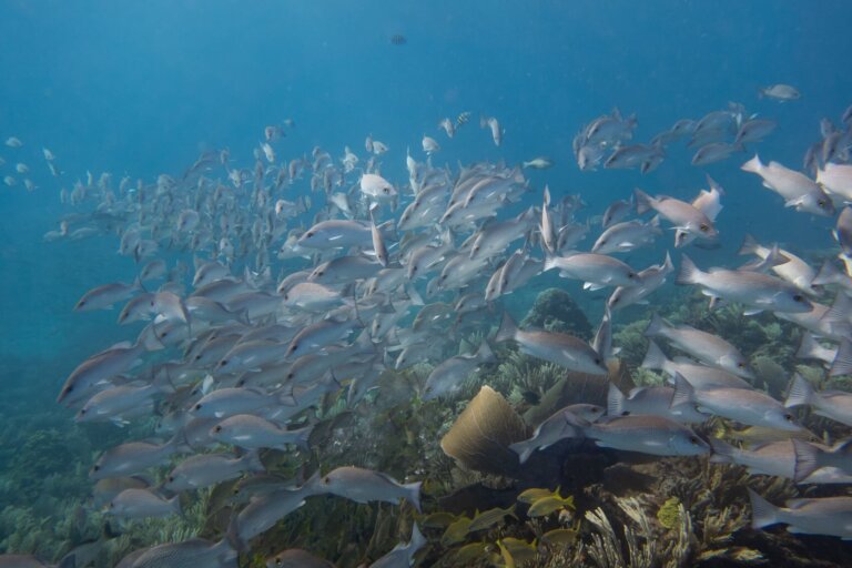 Manchones Reef, by stnz.fi