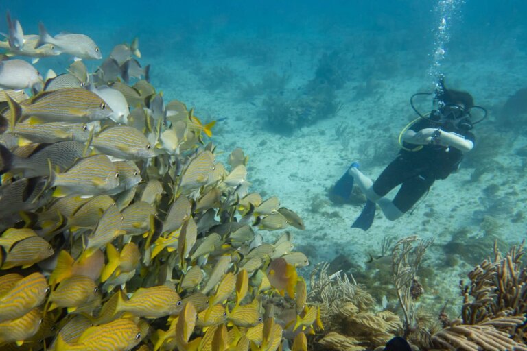 Manchones Reef, by stnz.fi