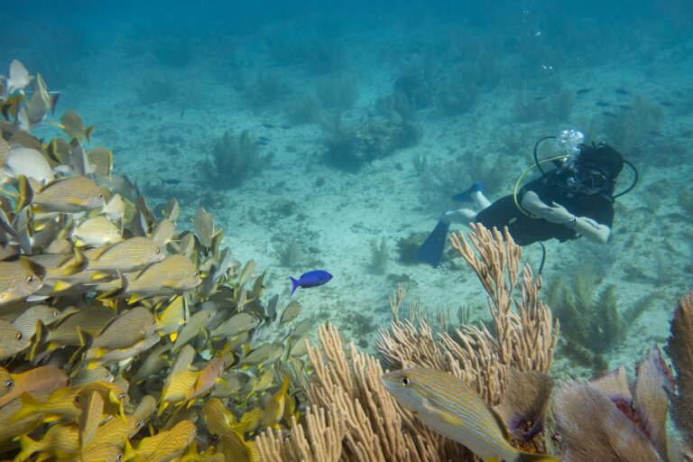 Manchones Reef, by stnz.fi