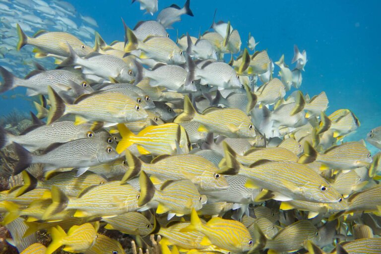 Manchones Reef, by stnz.fi