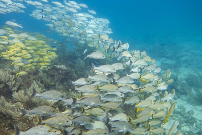 Manchones Reef, by stnz.fi
