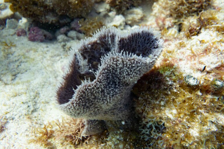 Manchones Reef, by stnz.fi