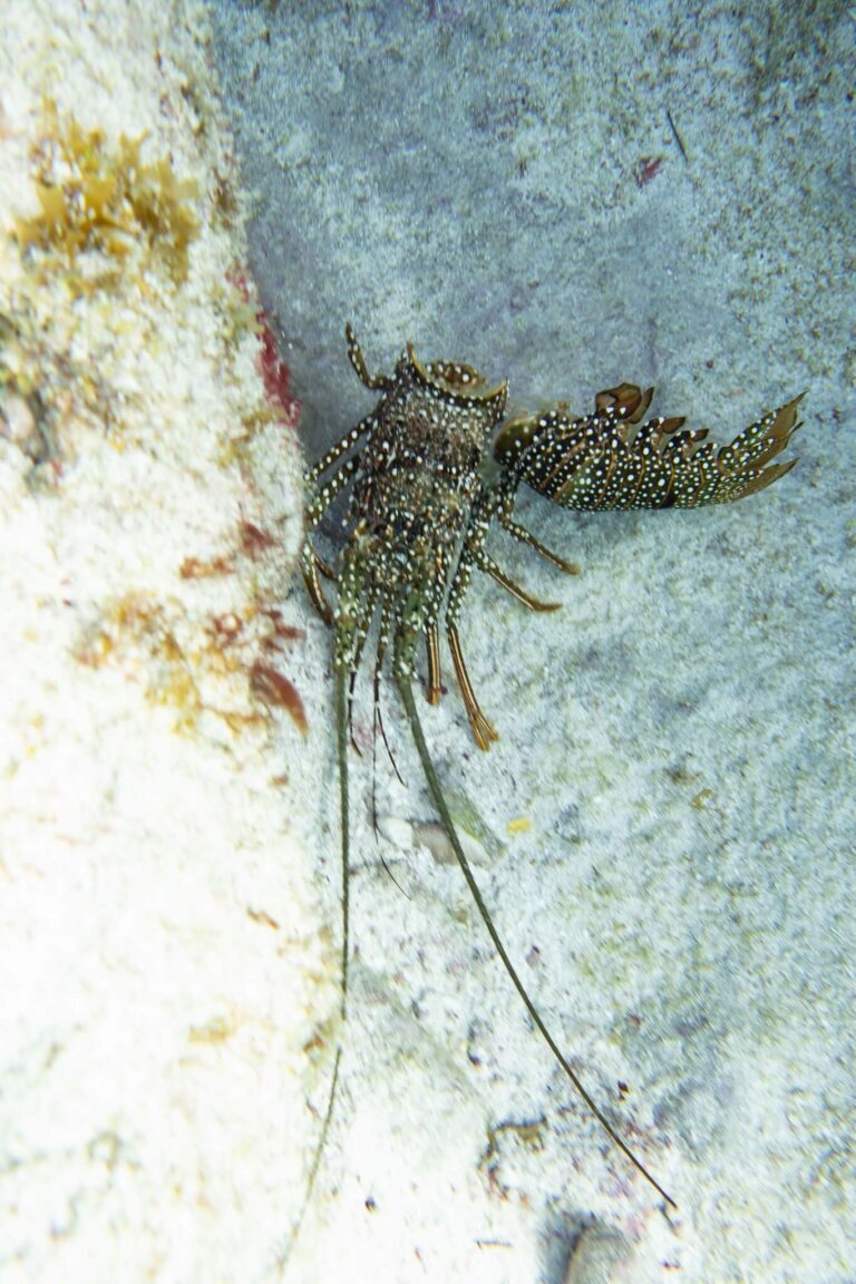 Manchones Reef, by stnz.fi