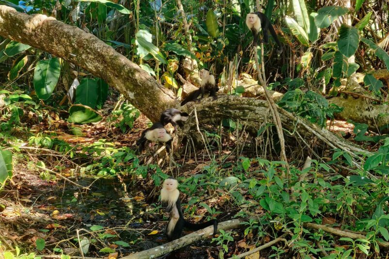 Punta Rio Claro Wildlife Refuge