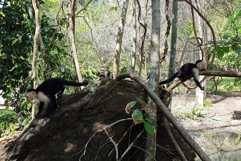 Punta Rio Claro Wildlife Refuge