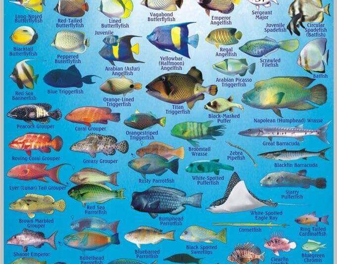 Diving trip to Ras Mohammad