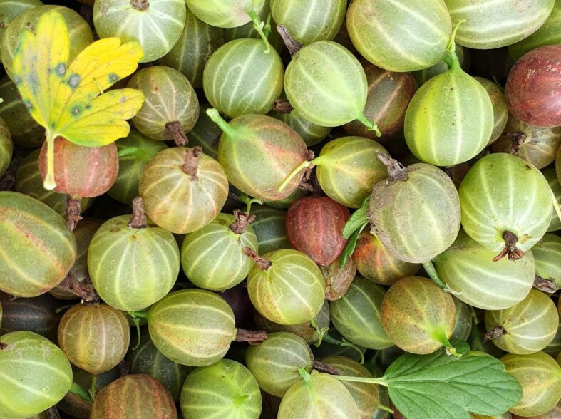Gooseberry