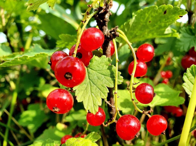 Red currant