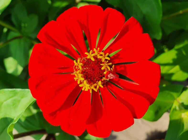 Zinnia flower