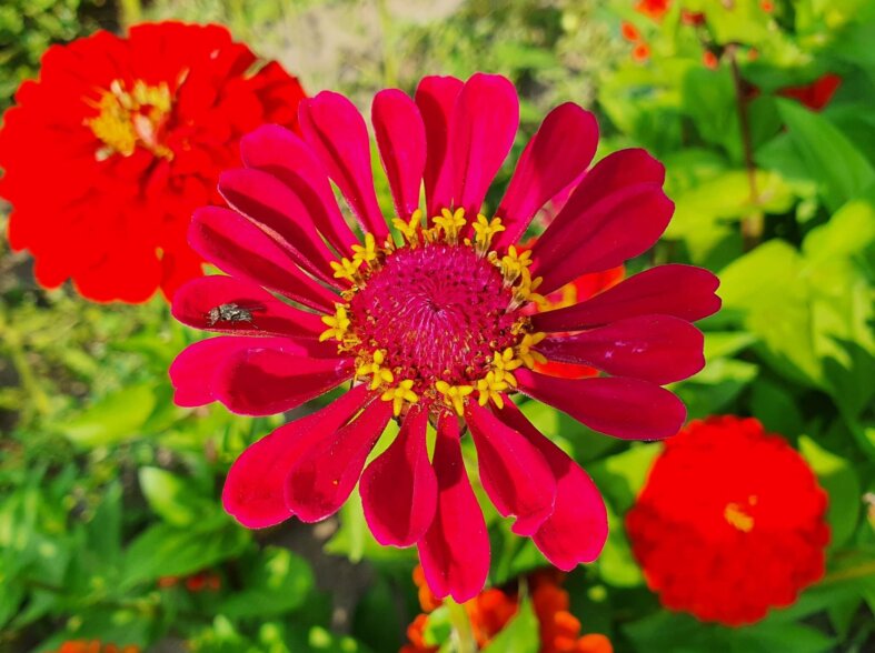 Zinnia flower